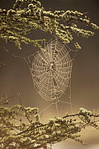 Spider web, Newfoundland, Canada