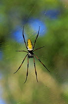 Madagascar orb web spider {Nephila madagascariensis} Ranomafana NP, Madagascar