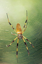 Golden silk spider {Nephila clavipes} female in web, Florida, USA