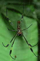 Golden silk spider {Nephila clavipes} Costa rica