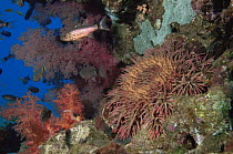 Crown of thorns starfish {Acanthaster planci} on coral reef, Indo pacific