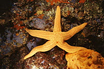 Sea star {Hacelia attenuata} Mediterranean, Greece