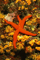 Red starfish {Ophidiaster ophidianus} Mediterranean