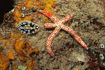 Starfish {Linckia multifora} and Nudibranch {Phyllidia ocellata} Sulawesi, Indonesia
