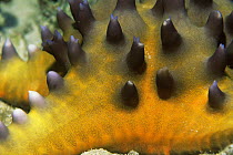 Horned sea star {Protoreaster nodosus} close up of skin, Sulawesi, Indonesia