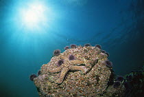 Sea star and purple sea urchins on rock, California, Pacific