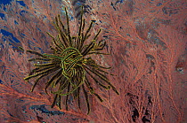 Yellow Featherstar on Fan coral, Indo pacific