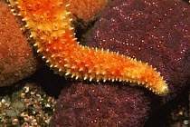 Starfish arm resting on another Starfish, Canada, pacific