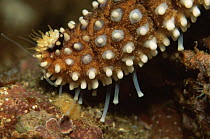 Close up of arm of Starfish with tube feet, Pacific, Canada