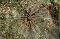 Sea urchin {Echinothrix calamaris} Sulawesi, Indonesia