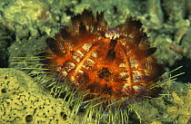 Sea urchin {Asthenosoma ijimai}  Indonesia