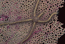 Brittlestar {Ophiothrix suensonii} on fan coral, Caribbean
