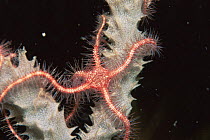 Brittlestar {Ophiothrix suensonii} on sponge, Cuba, Caribbean