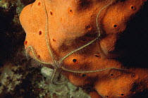 Brittlestar {Ophiothrix purpurea} on Sponge {Cliona vastifica} Red Sea