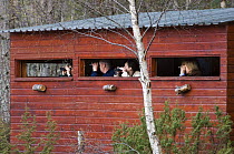 People in a hide using binoculars to watch for Eurasian Beavers (Castor fiber) at a re-introduction site, Aigas, Scotland UK