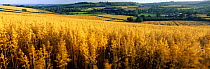 Field of ripe oats nr Ansty, Dorset, England, UK