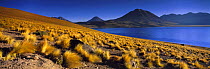 Laguna Miscanti, the Andes, northern Chile