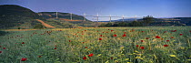 The viaduct of Millau spanning the Gorge du Tarn with poppies in the fields, Aveyron, Midi-Pyrénées, France