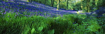 Bluebell woods in flower, nr Batcombe, Dorset, England, UK