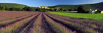 Lavender field & hilltop village of Bagnon, Provence, France