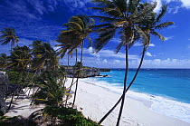 Palm trees at Bottom Bay, South East Coast, Barbados