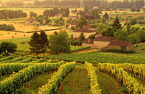 Vineyards nr Cahors, Lot Valley, Perigord, France
