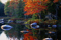 Autumn colours on the banks of the Mersey River nr Kejimkujik National Park, Nova Scotia, Canada