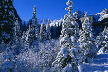 Winter snow scene near Lake Louise, Rockies, Banff National Park, Alberta, Canada