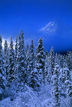 Winter snow scene near Lake Louise, the Rockies, Banff National Park, Alberta, Canada