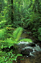 Rainforest stream, Cape Tribulation, Queensland, Australia