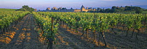Vineyard with  medieval city walls of Carcassonne in distance, Languedoc, France