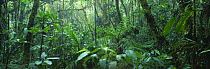 Tropical cloudforest, Santa Elena Reserve, Costa Rica