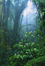 Tropical cloudforest, Santa Elena Reserve, Costa Rica