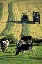 Cows in foreground with Silage harvesting behind, nr Milborne Port, Dorset, England, UK