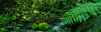 Temperate rainforest, Fjordland National Park, South Island, New Zealand