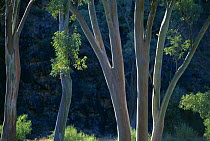 Eucalyptus trees, Flinders Ranges National Park, Australia