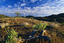 Flinders Ranges National Park, South Australia