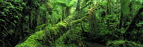 Temperate rainforest, Fox Glacier, Wetlands National Park, South Island, New Zealand