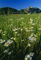 Daisies in a field with the chateau of Beynac-et-Cazerac beyond, Dordogne Valley, Perigord, France