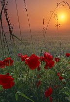 Poppies growing in a field of barley at dawn, Flanders, France