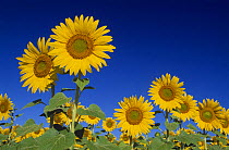 Sunflowers {Helianthus annuus} against a deep blue sky near Forcalquier, Vaucluse, Provence, France