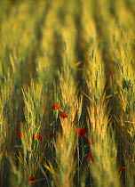Field of barley with poppies, Provence, France