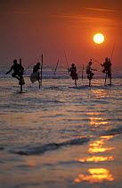 Stilt Fisherman at dusk, Unawatuna, nr Galle, Sri Lanka