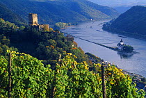 Vineyard on the slopes of the River Rhine, Burg Gutenfels, Rhine Valley, Germany