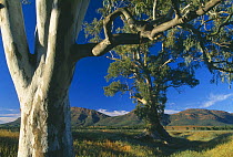 River Red Gum trees {Eucalyptus sp} nr Wilpena, Flinders Ranges National Park, South Australia