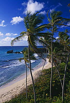 Harrismith beach, South East Coast, Barbados