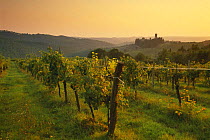 Grapevines outside village of Badia in Passignano, Chianti region, Tuscany, Italy
