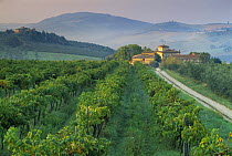 Grapevines and villa nr Barberino Val D'Elsa, Chianti, Tuscany, Italy