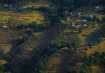 Aerial view of terraced fields at Kalikastan, nr Pokhara, Nepal