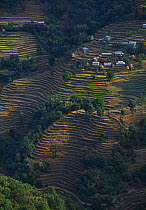 Terraced fields at Kalikastan, nr Pokhara, Nepal